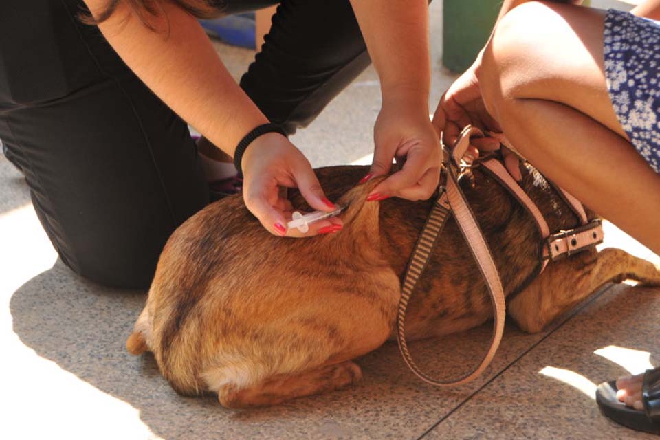 Município de Cacoal intensifica combate à raiva animal com Dia D de vacinação