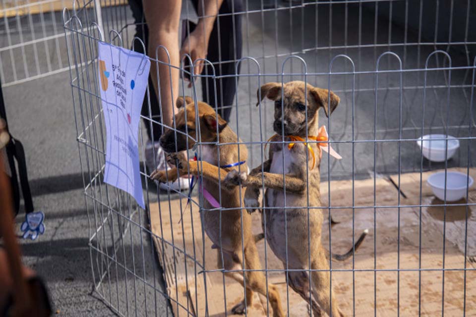 Feira de adoção de cães e gatos acontece no próximo sábado (12) na Praça CEU