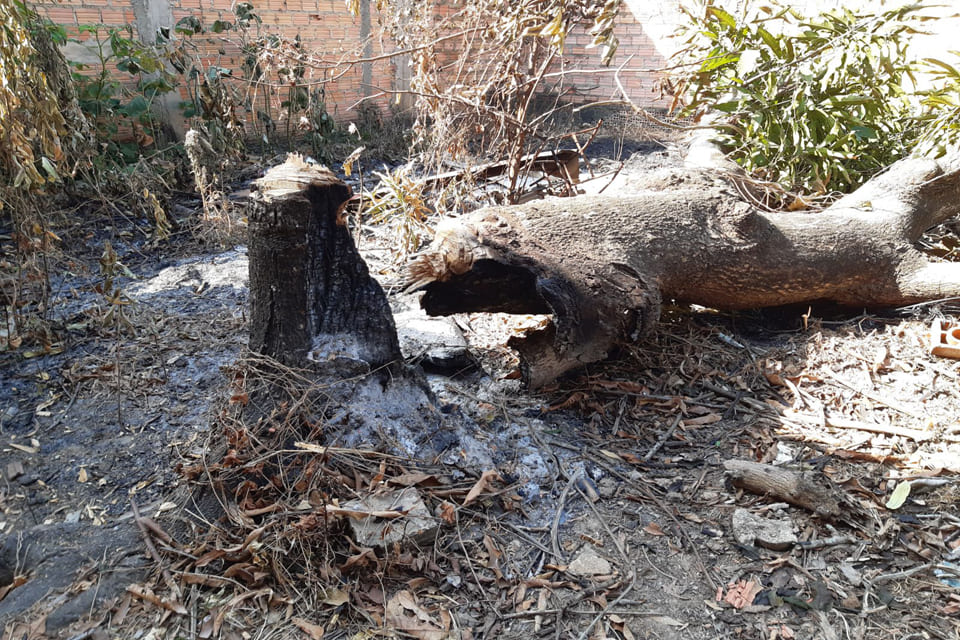 Campanha de combate às queimadas é lançada em Porto Velho