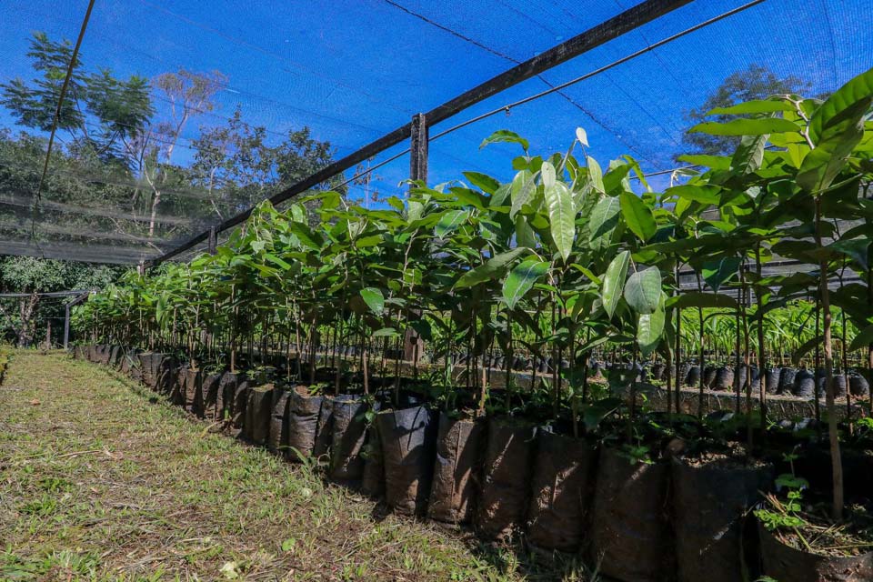 Mais de 20 mil mudas de planta estão disponíveis para doação no Viveiro Municipal de Porto Velho