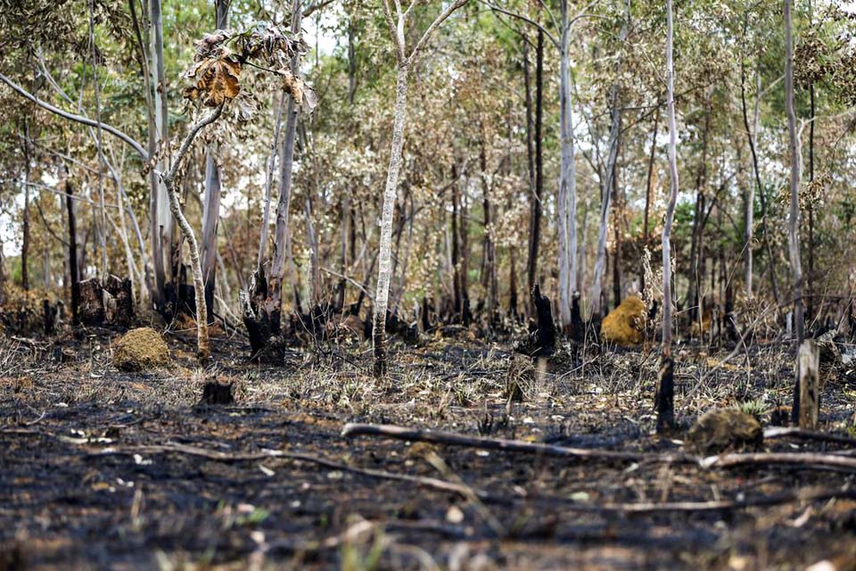 Incêndios florestais aumentam na Amazônia após novo Código Florestal