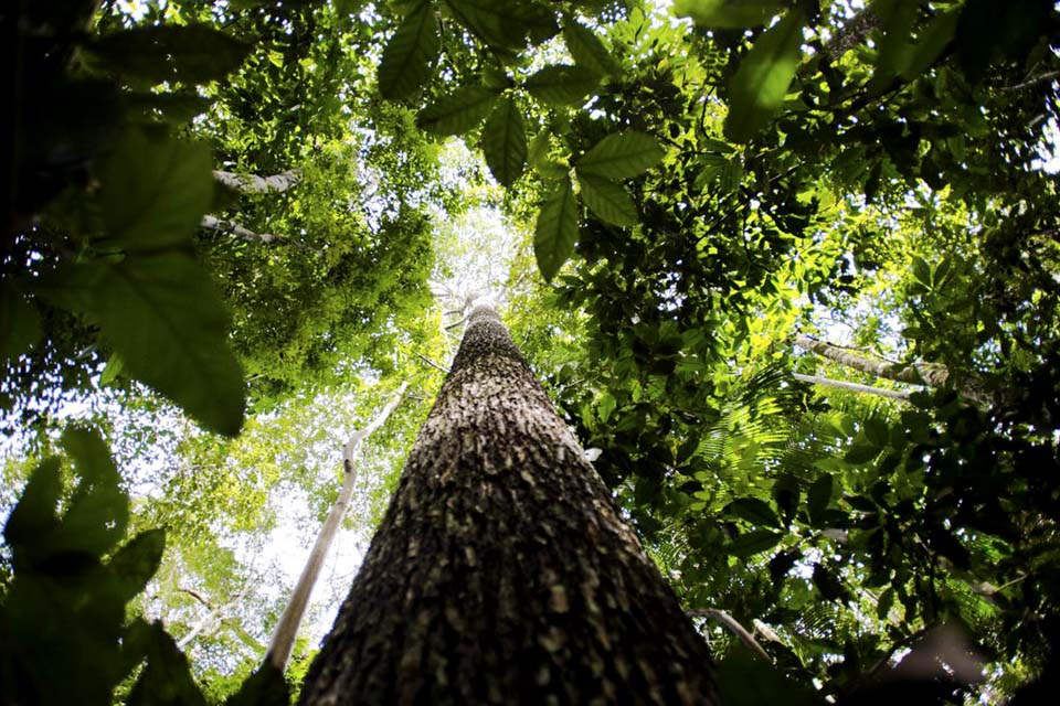 Bioma amazônico tem 30 a 40 mil espécies só de plantas, mostra estudo