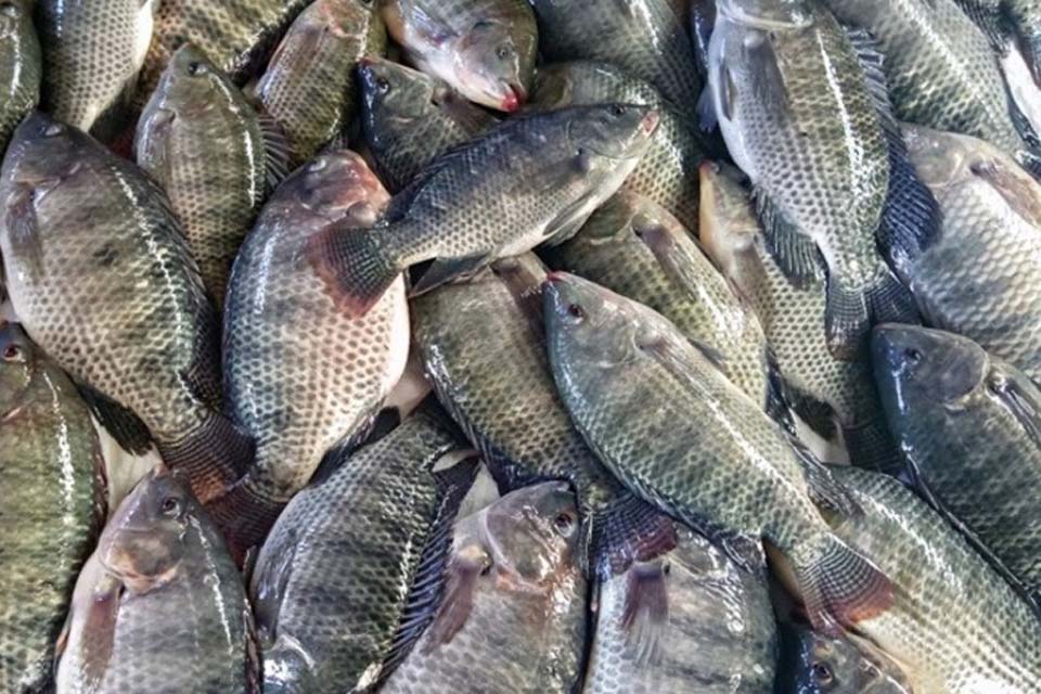 De 11 frigoríficos habilitados para exportar Peixe para China, dois são de Rondônia