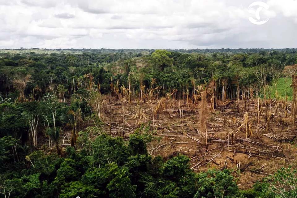 Brasil foi responsável por 40% de perda de florestas nativas no mundo em 2021, diz relatório