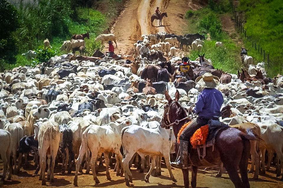 Ministério da Agricultura publica instrução normativa proibindo uso de vacina contra a febre aftosa em Rondônia