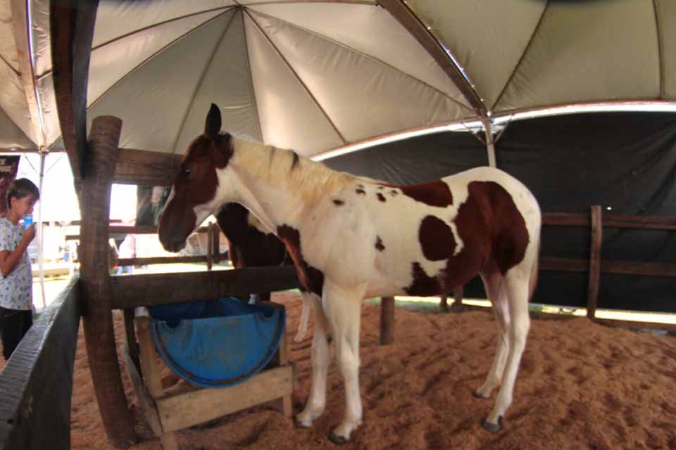 Inovação tecnológica permite emissão de Guia de Trânsito Animal para equídeos pela internet, em Rondônia