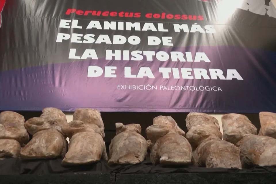 Pesquisadores encontram fóssil de baleia com até 340 toneladas