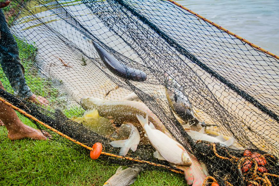 Período do defeso está em vigor em todo o Estado de Rondônia; pesca é proibida até março de 2021