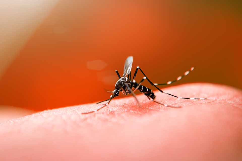 MG registra mais de 5 mil novos casos de dengue nos últimos dez dias