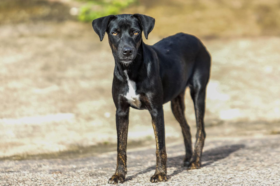 Feira para adoção de cães e gatos acontece no sábado (11) em Porto Velho