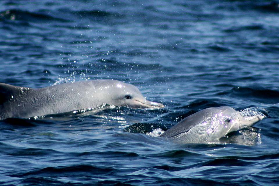 No Dia Mundial dos Oceanos, Petrobras anuncia apoio a quatro projetos