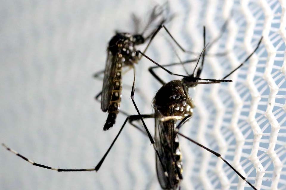 Fiocruz retoma projeto com mosquitos que combatem a dengue