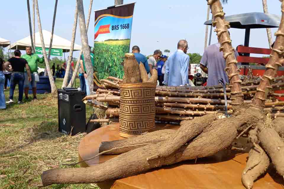 Dia de Campo de Mandioca acontece na sexta-feira (1º) na Associação Vida Nova