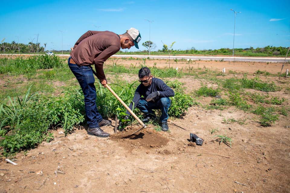 Prefeitura de Porto Velho realiza reposição de mudas de essências florestais às margens das avenidas Santos Dumont e Décio Bueno