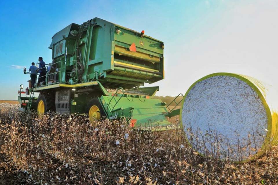 Governo de Rondônia faz abertura da colheita de algodão no Estado; cultura já ocupa cerca de 11 mil hectares