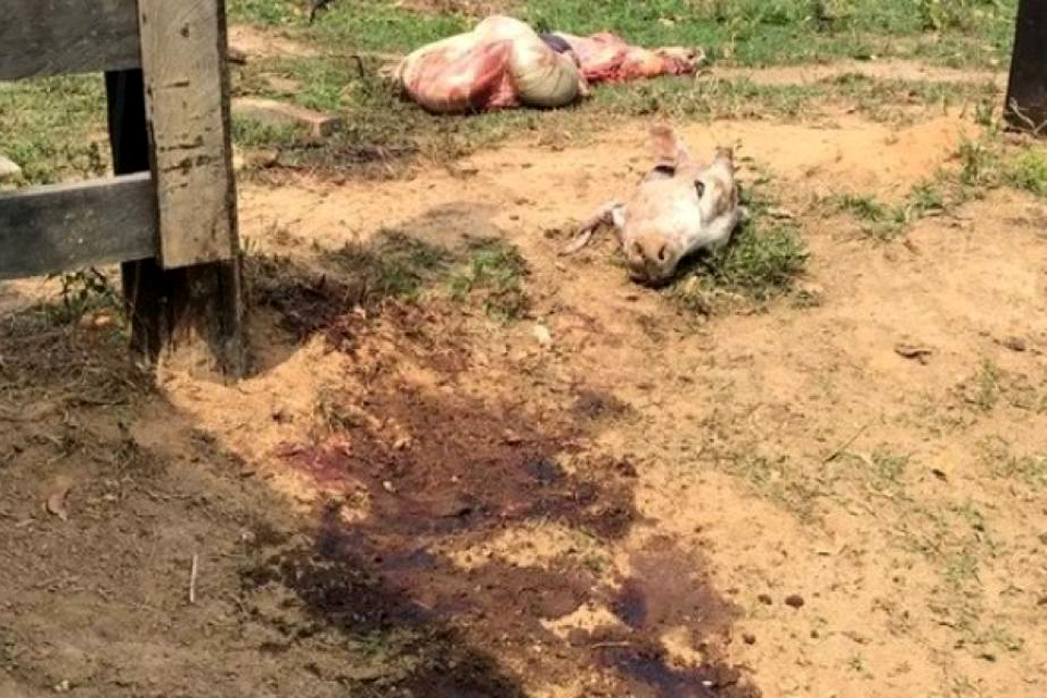Ladrões de gado infernizam propriedades rurais no Cone Sul