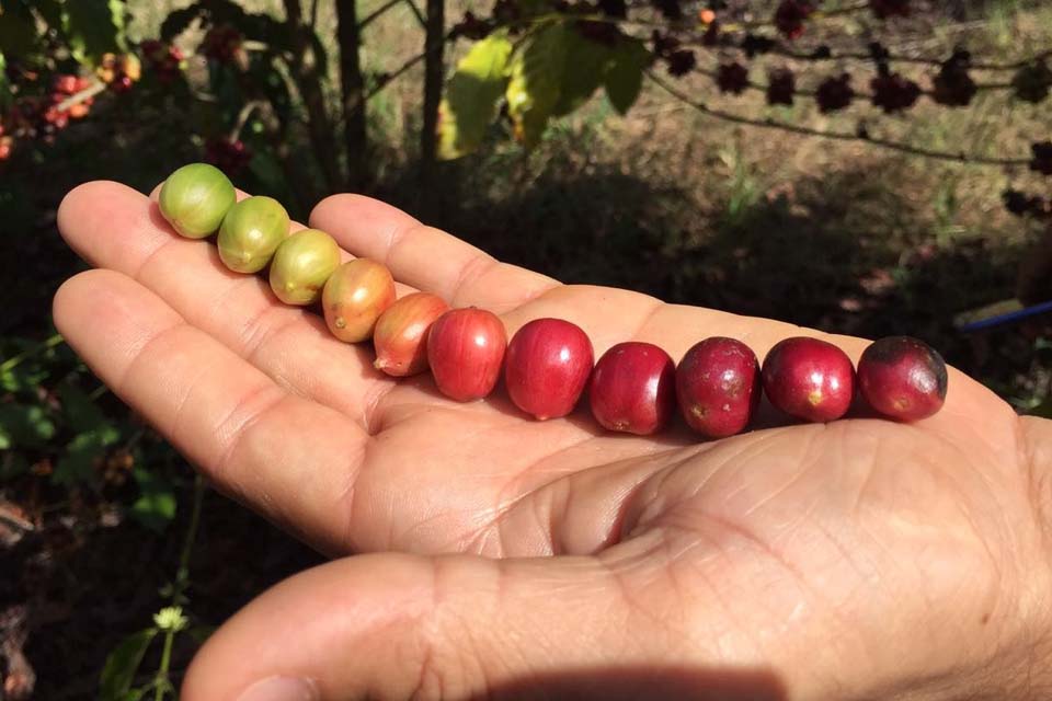 Considerado um dos maiores produtores de café da Zona da Mata, município completa 27 anos de emancipação