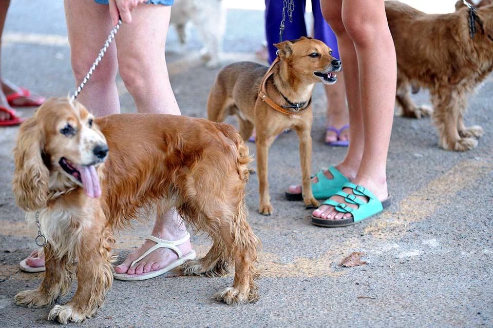 Tutores de animais de estimação devem ficar atentos a produtos de limpeza