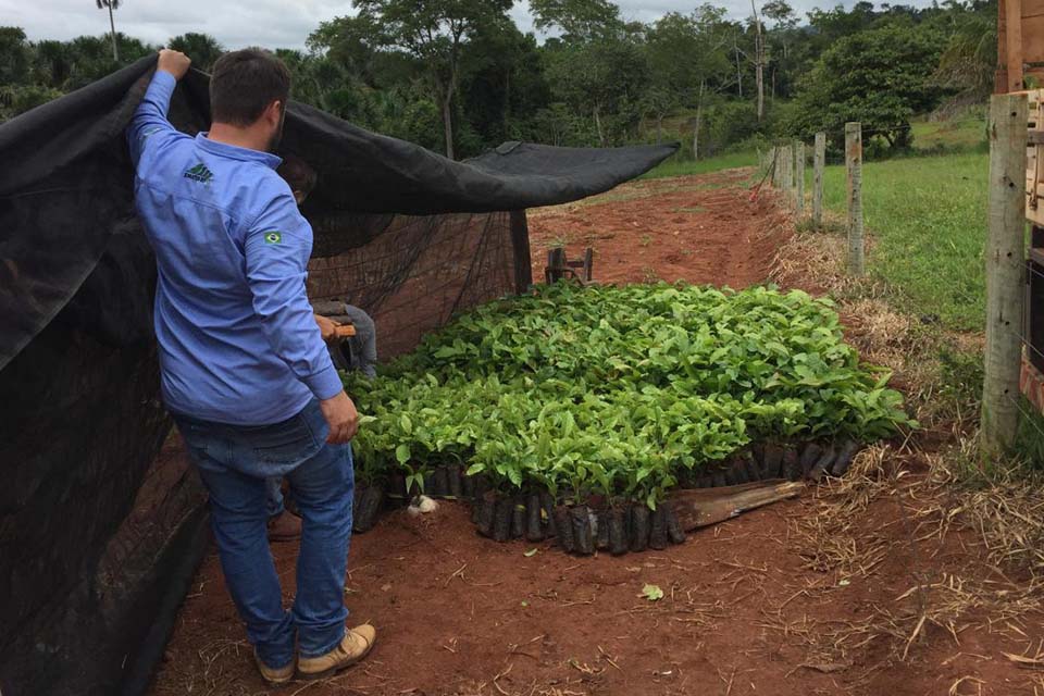 “Plante Mais”: Cone Sul de Rondônia avança na produção agrícola com mudas clonais de café e cacau