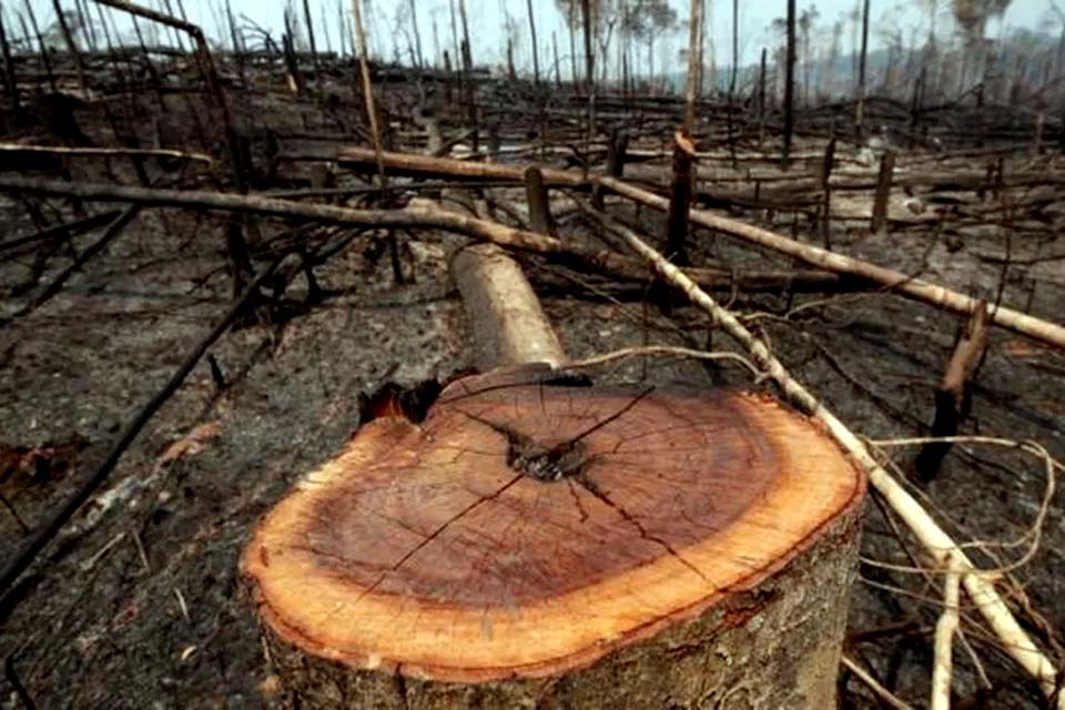 Alertas de desmate na Amazônia têm segundo pior setembro na série histórica, aponta Inpe