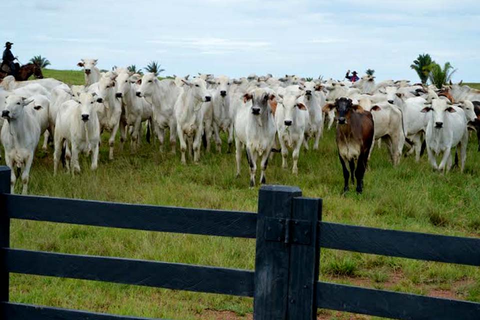 Porto Velho é o quarto município do país com maior rebanho bovino e rebanho rondoniense é o sexto maior do país