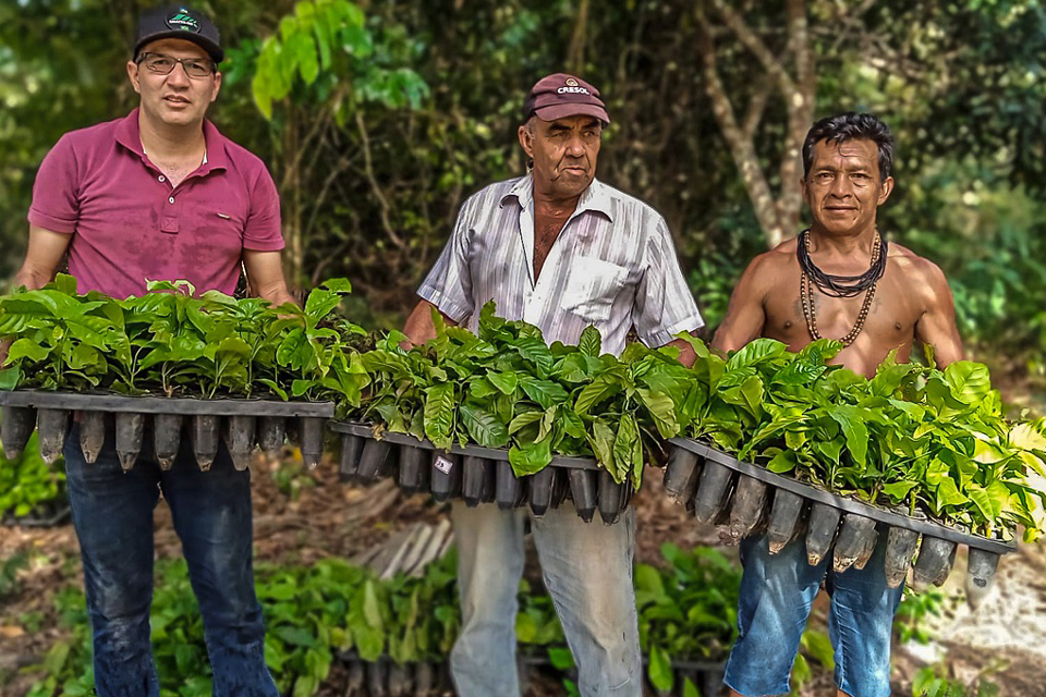 Semagri entrega 15 mil mudas de café a povos indígenas; cerca de 150 mil mudas já foram distribuídas