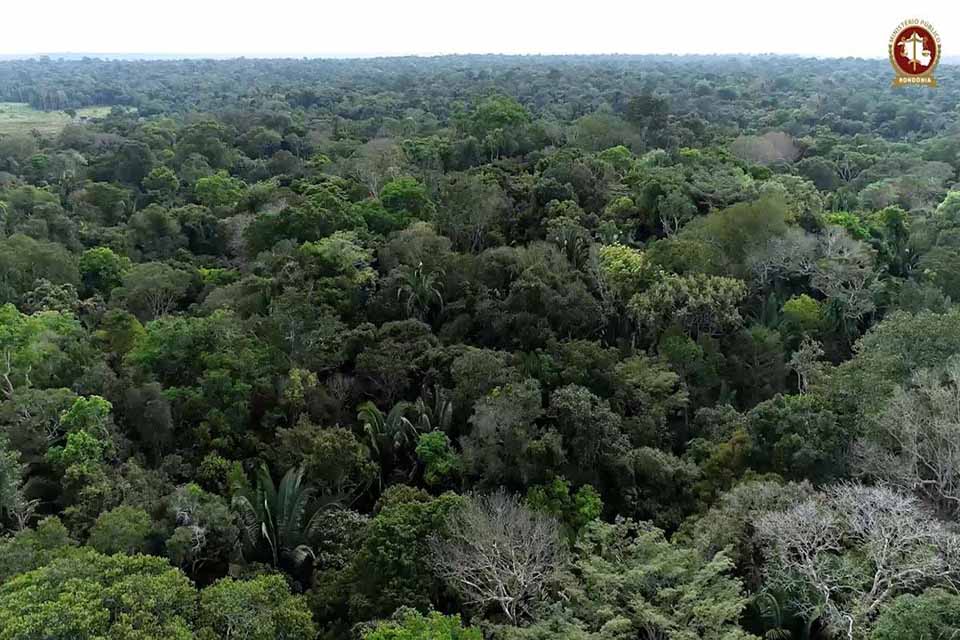 Dia do Meio Ambiente: MP defende modelo de desenvolvimento na Amazônia associado à floresta em pé