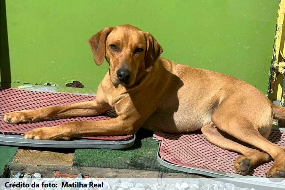 Vale realiza adoção virtual de animais resgatados em Brumadinho