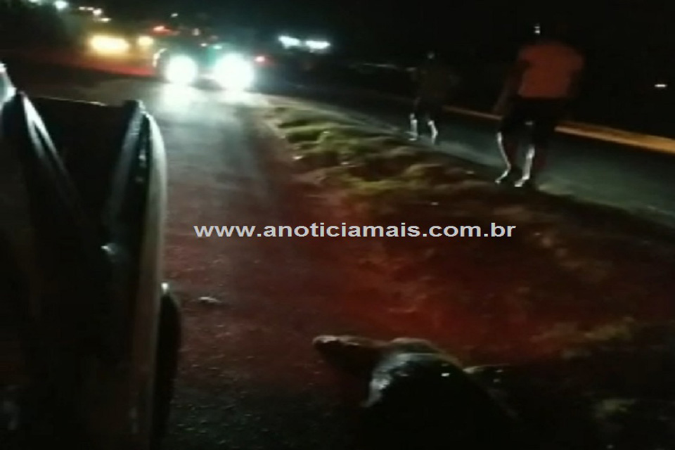 Capivaras são atropeladas na BR-364, em frente ao Savana Park