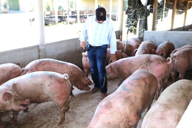 Prefeitura entrega matrizes e reprodutores para incentivar a suinocultura 