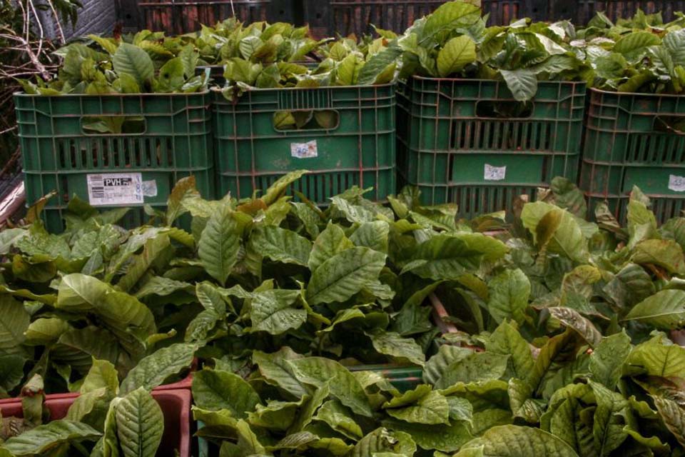 Produtores de Ministro Andreazza recebem mudas de café clonal e de cacau do programa “Plante Mais”