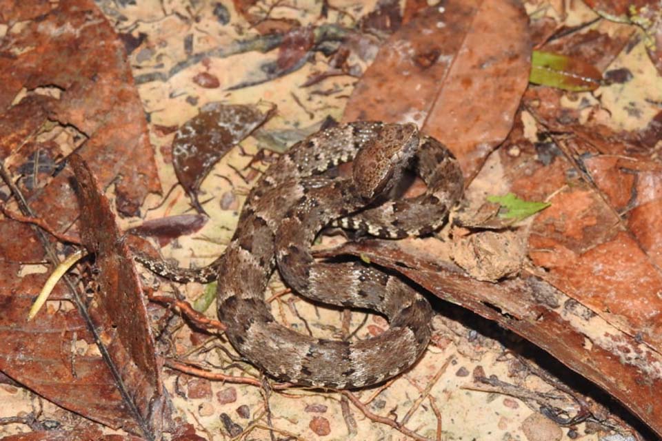 Medidas para evitar acidentes com animais peçonhentos devem ser redobras no período chuvoso em Porto Velho