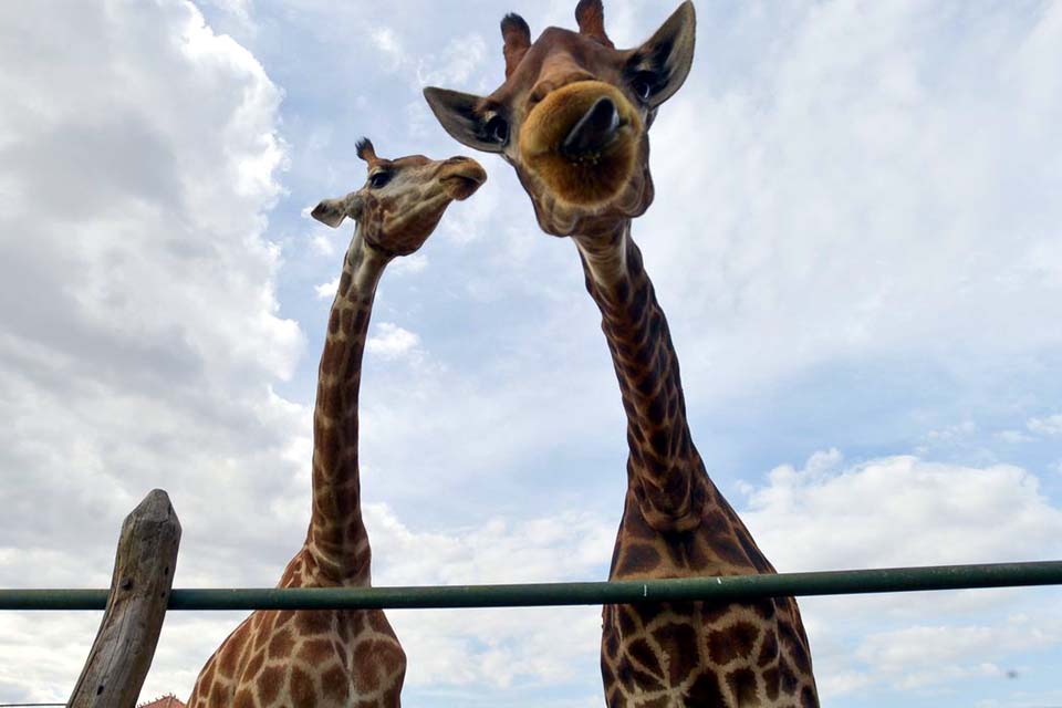 Morre quarta girafa importada ilegalmente da África do Sul