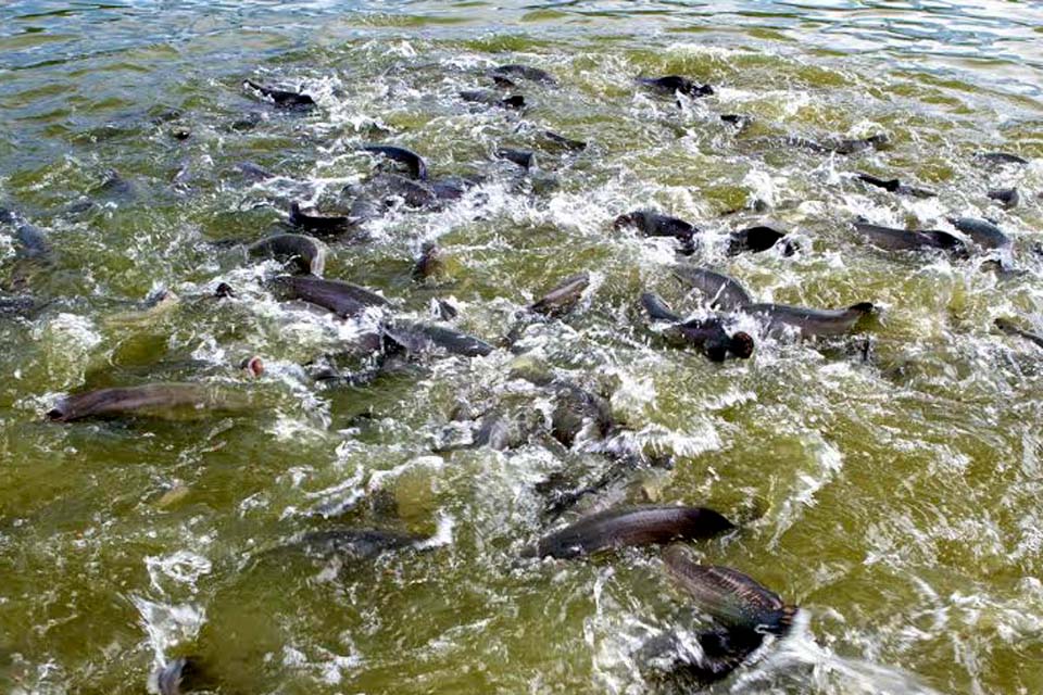 Pescado representa 3,27% do Produto Interno Bruto - PIB de Rondônia e a maior produção da região Norte