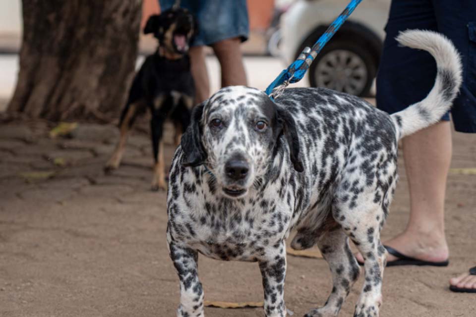 Após caso de raiva em morcego, Prefeitura executa ação de bloqueio com vacinação de animais domésticos