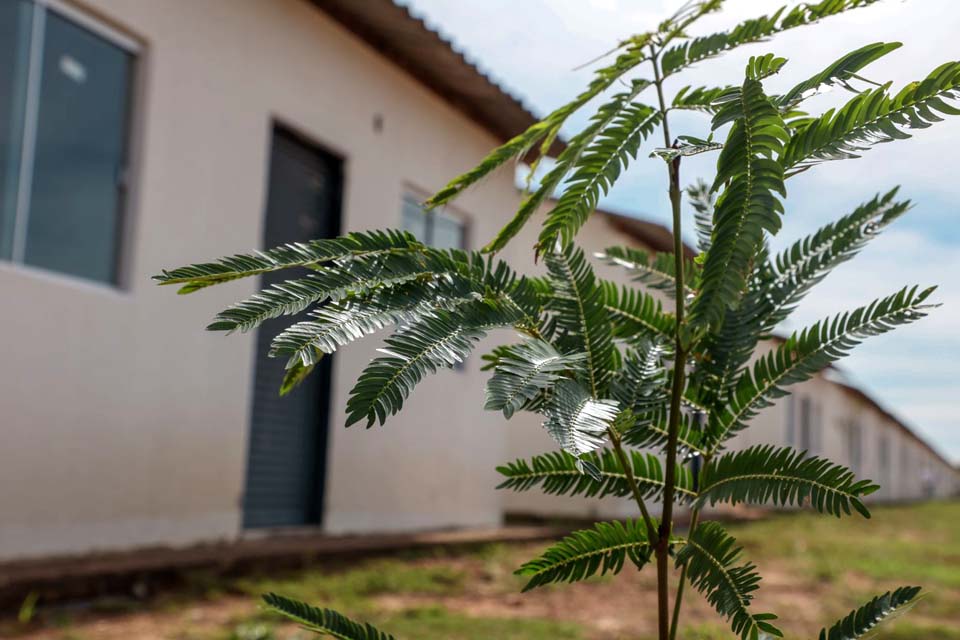 Município orienta sobre plantio, poda e erradicação de árvores em Porto Velho