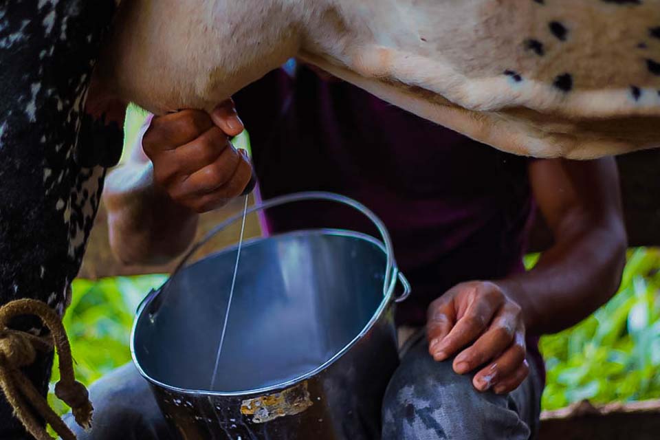 Festa dos Produtores visa fomentar o agronegócio no distrito de Nova Dimensão