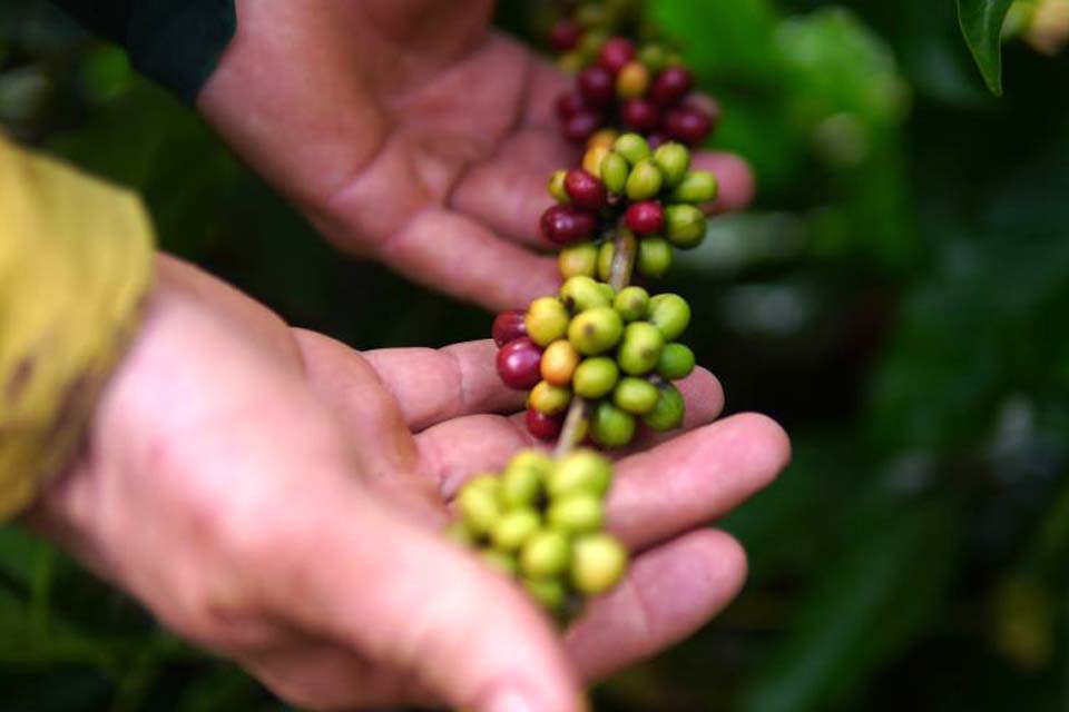 Fim de semana de eventos marcantes do setor cafeeiro em Cacoal