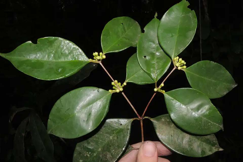 Pesquisadores do Jardim Botânico descobrem árvore rara no Rio