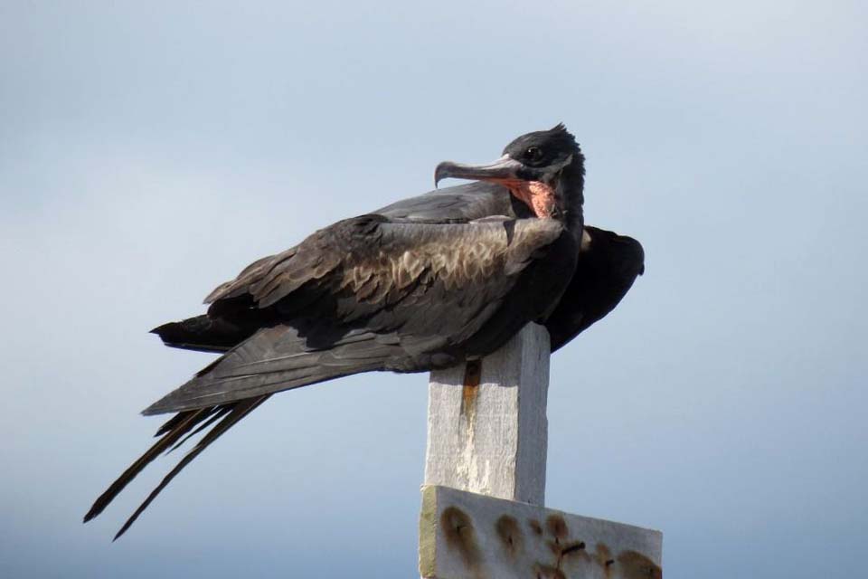 Restauração florestal da Ilha de Trindade busca salvar fragatas raras