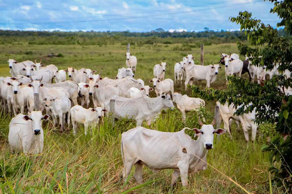 Região de Jaru possui mais de 2 Milhões de cabeças de gado, maior retenção da história