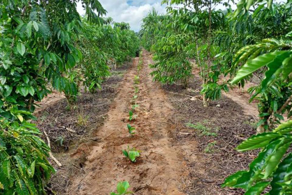 Rede de avaliação de clones de café busca valorizar produção de Rondônia