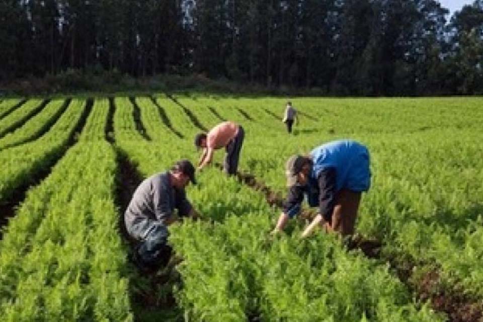 Débitos de agricultores familiares terão desconto na liquidação