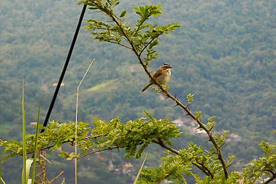 Mais de 25 mil espécies da flora só existem no Brasil, mostra estudo