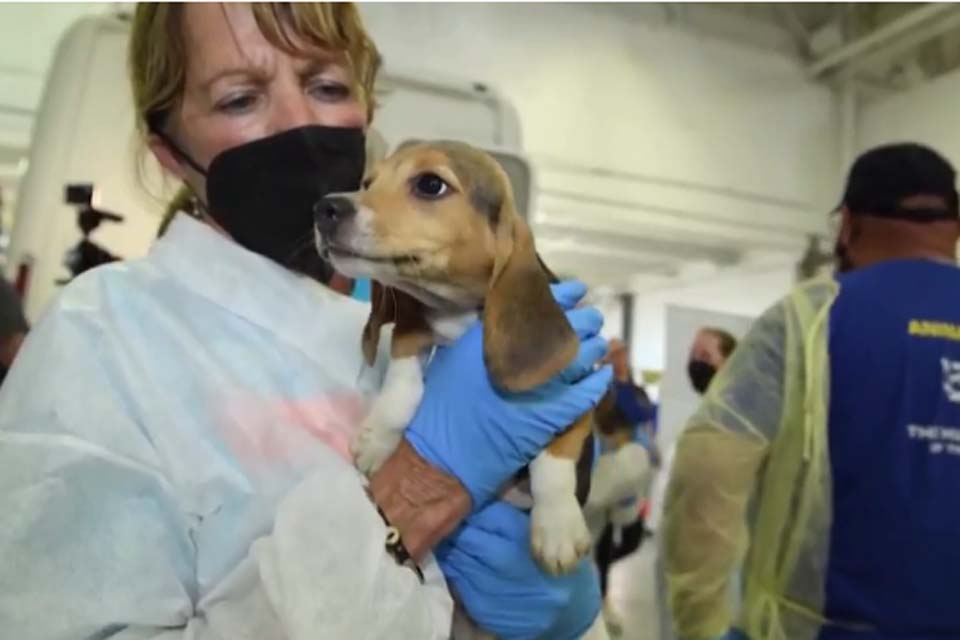 Empresa que fornece cães para testes de laboratórios vai pagar R$ 186 milhões por maus-tratos a animais nos EUA