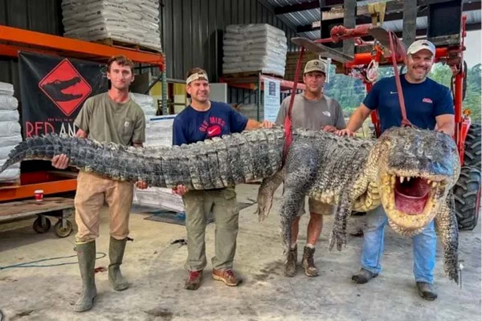 Caçadores dos EUA capturam jacaré de quase 2 toneladas no Mississippi