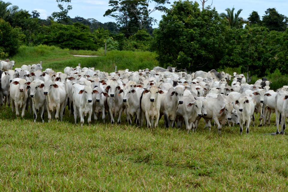 Ministério da Agricultura reconhece Rondônia como livre de Febre Aftosa sem vacinação