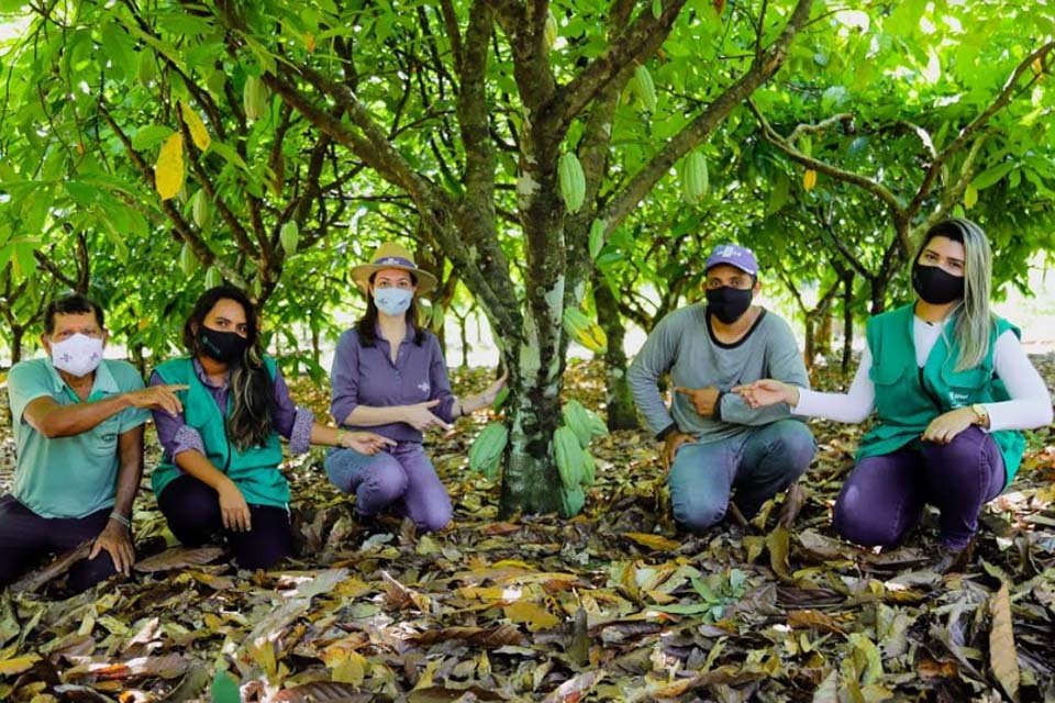 Projeto de Cacau ensina a produtores técnicas de renovação da lavoura para uma melhor produção