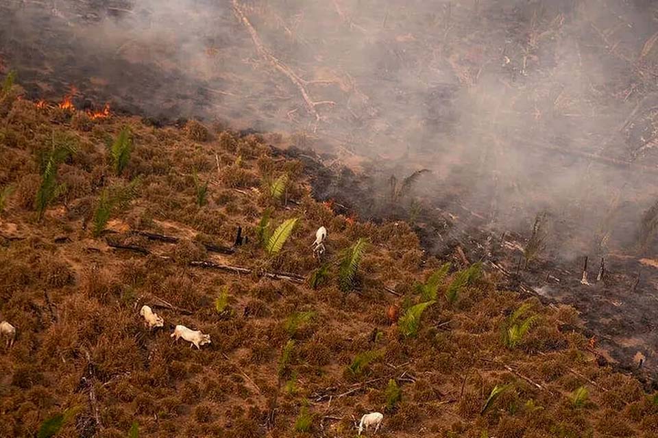 Desmatamento: Amazônia tem pior 1º trimestre da história, diz Inpe