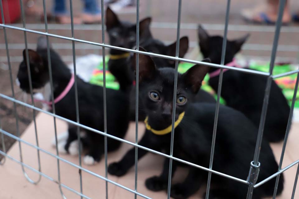 Porto Velho: Feira de adoção responsável de cães e gatos acontece no próximo sábado (26)